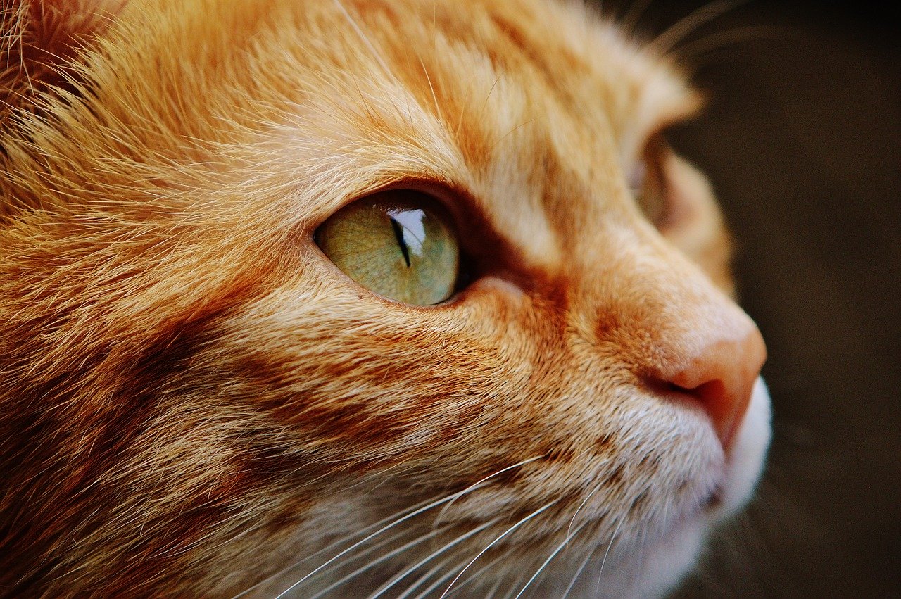Choosing Interactive Toys for Your Pet