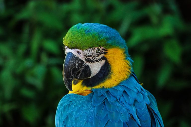 Training Your Pet Parrot