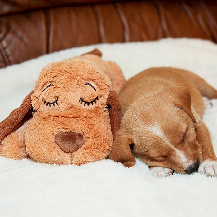 The Best Nylon Dog Toys