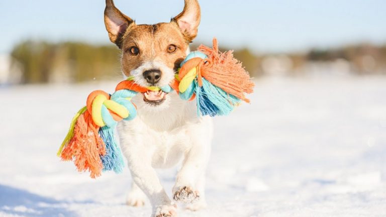 Best Plush Dog Toys