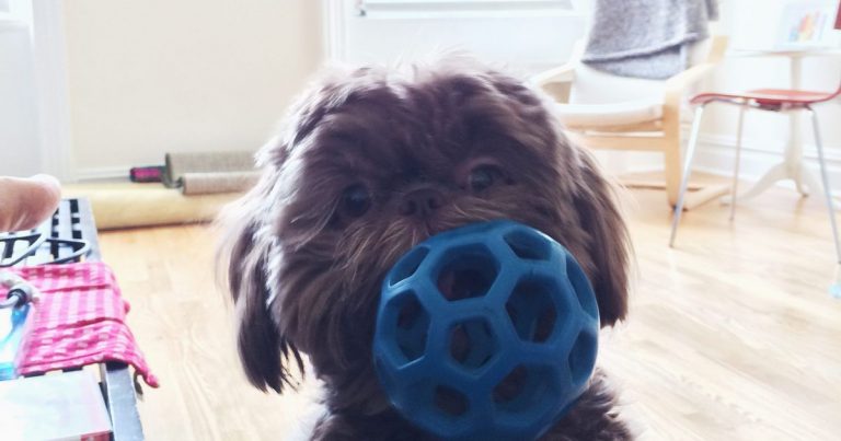 Best Chewable Dog Toys