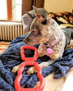 How to Choose the Best Tug Dog Toys