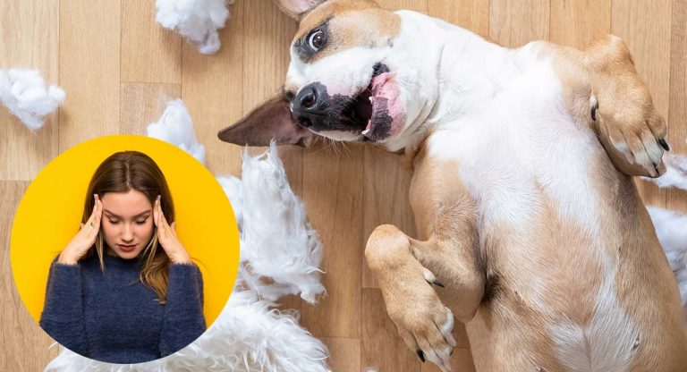 Heavy Duty Squeak Toys For Dogs