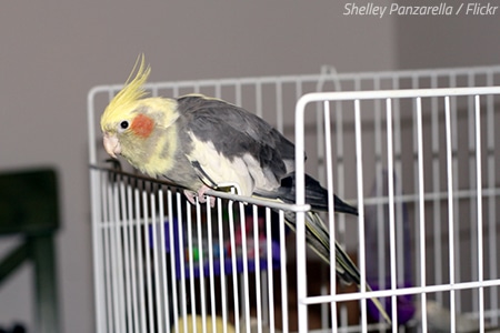 How to Choose and Care For a Pet Bird