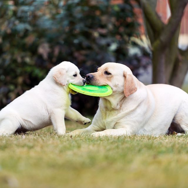 Choosing the Right Dog Chew Toys