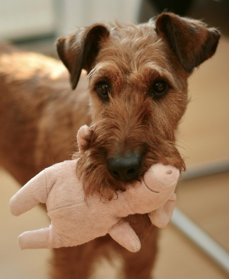 anxiety relief for dogs