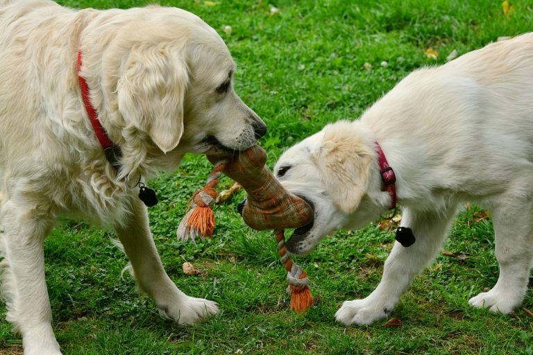 toys for anxious pets