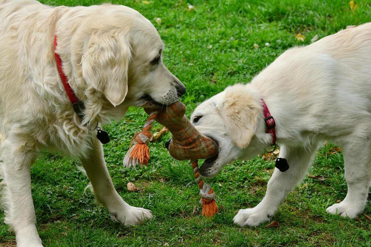 toys for anxious pets